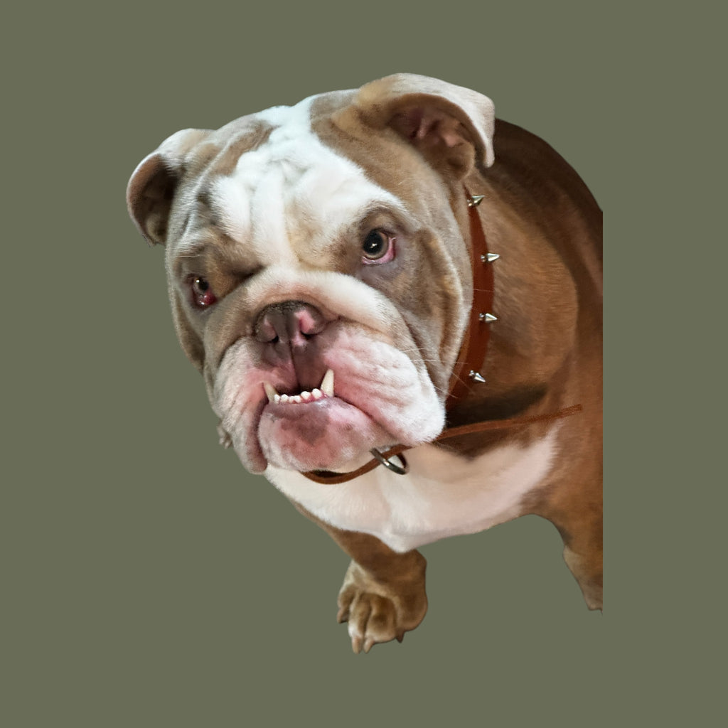 Large Genuine Leather Spiked Dog Collar