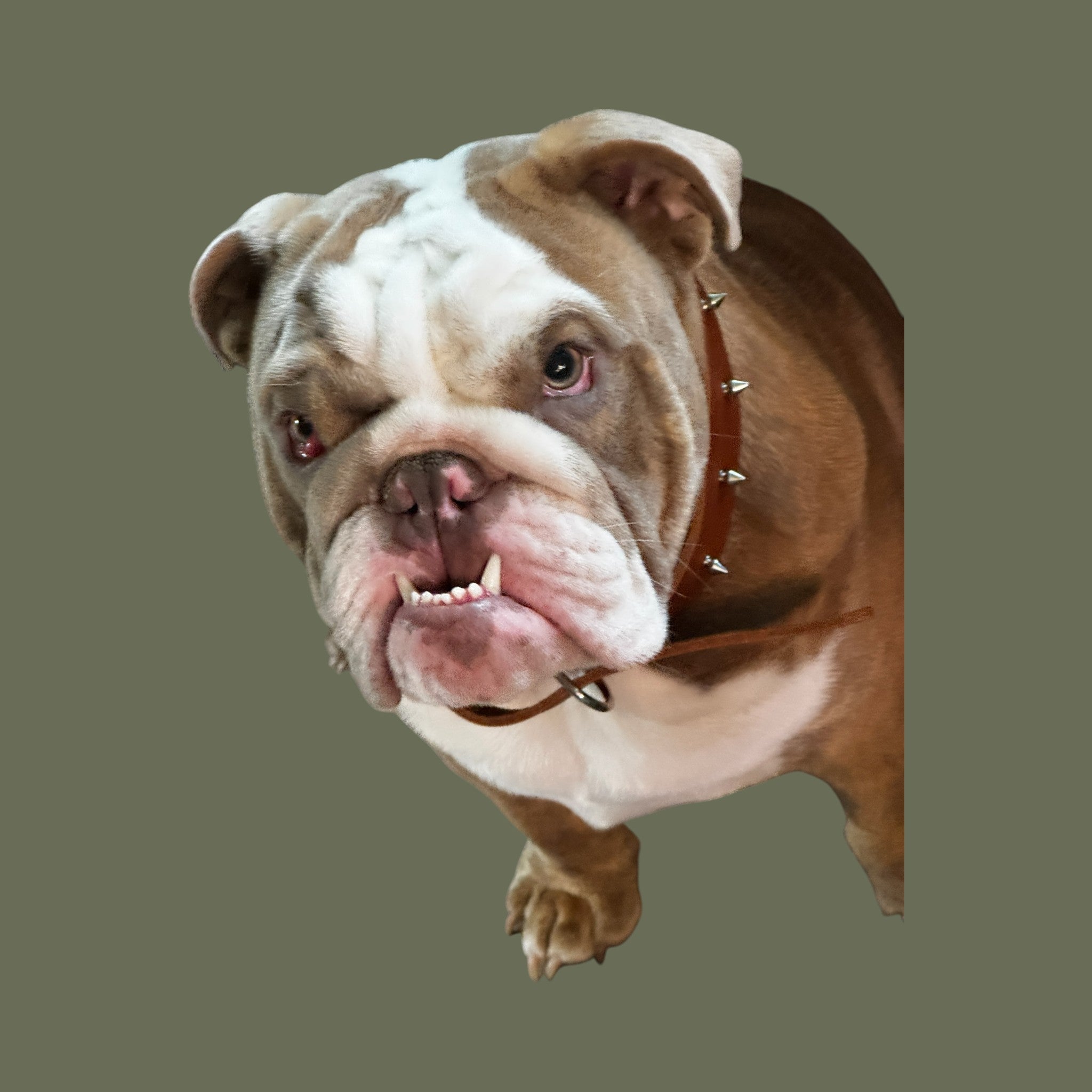 Large Genuine Leather Spiked Dog Collar